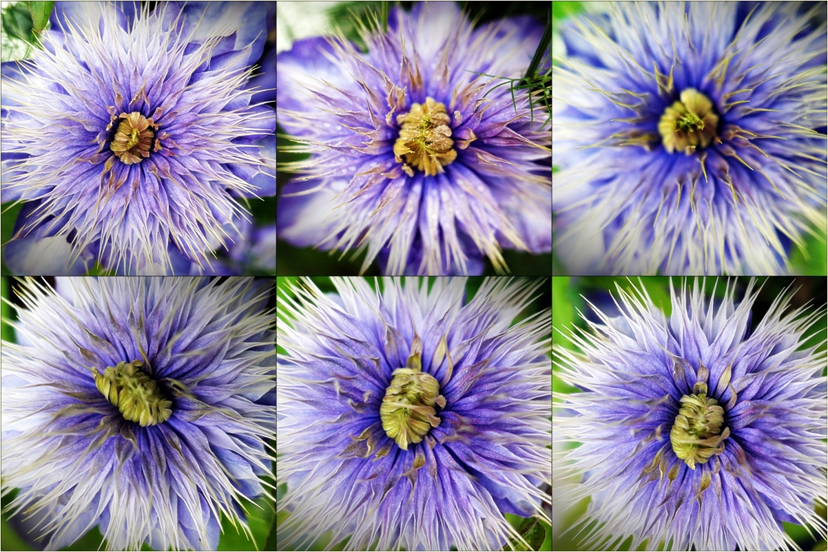 Clematis
